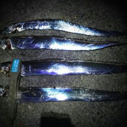 太刀魚４連発