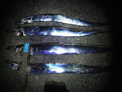 太刀魚４連発