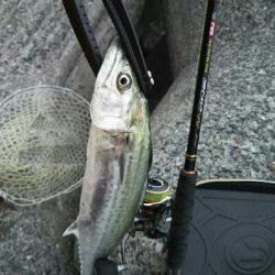 サゴシ狙い的中