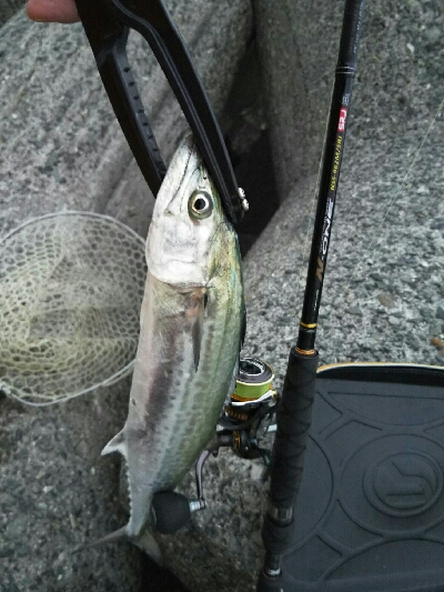 サゴシ狙い的中