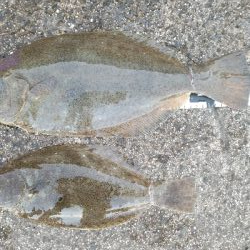 ランガン釣り納め