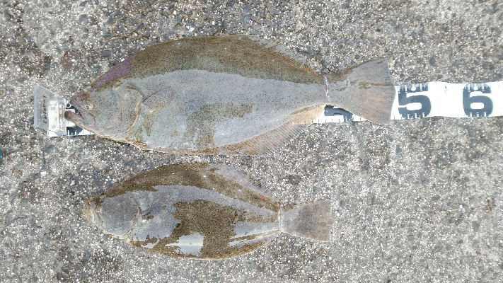 ランガン釣り納め