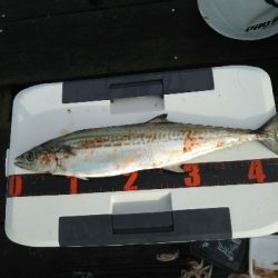 サゴシカッターの嵐