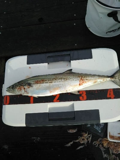 サゴシカッターの嵐