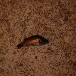 メバリング調査