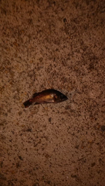 メバリング調査