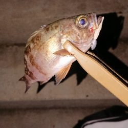 メバリング調査