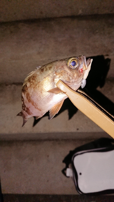 メバリング調査