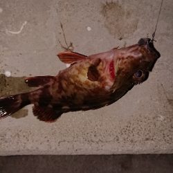 メバリングのつもりが