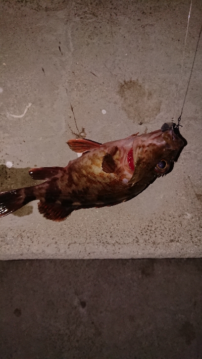 メバリングのつもりが