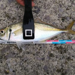 アジング佐田岬遠征①