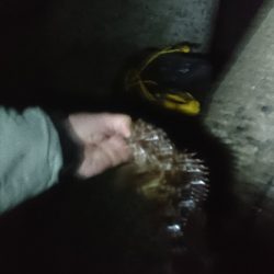 アコウにガシラ