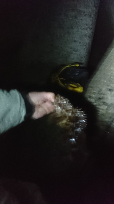 アコウにガシラ