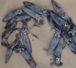 まだ釣れ釣れる