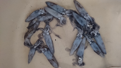 まだ釣れ釣れる