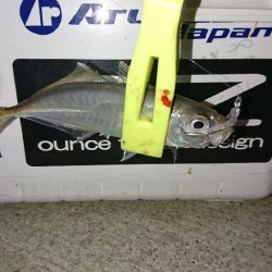 まだまだ数釣り
