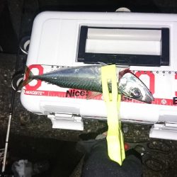 まだまだ浅場でアジ、サバ