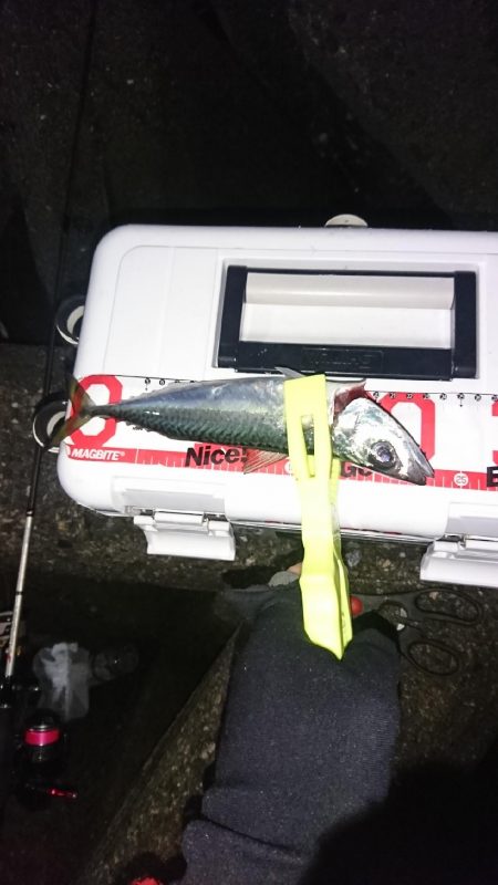 まだまだ浅場でアジ、サバ