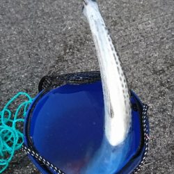 だんだん渋くなってきたようです