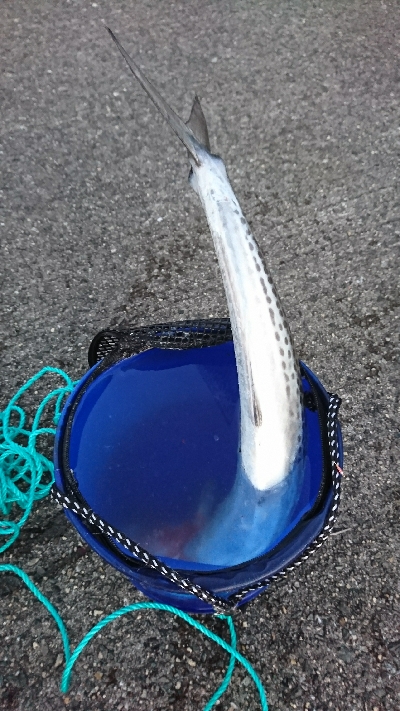 だんだん渋くなってきたようです