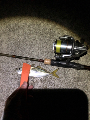 久々のアジング&メバリング