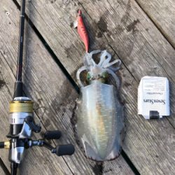 たぶん、アオリ納め