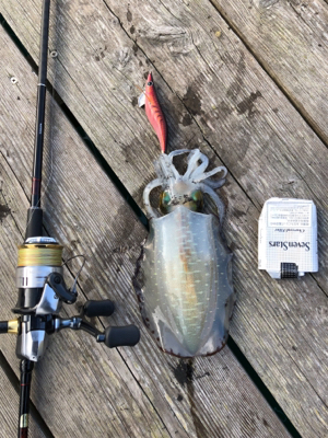 たぶん、アオリ納め