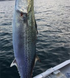 マイボートでサゴシ、ナブラ打ち!