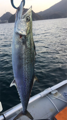 マイボートでサゴシ、ナブラ打ち!