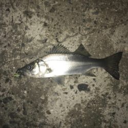 安定のチーバス祭り