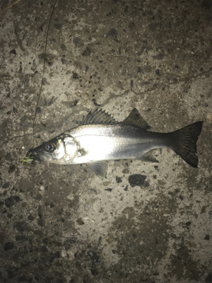 安定のチーバス祭り