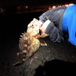 メバリング開幕