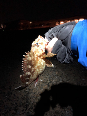 メバリング開幕