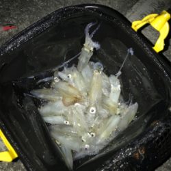 ヒイカ釣り初の1091モード＼(^^)／