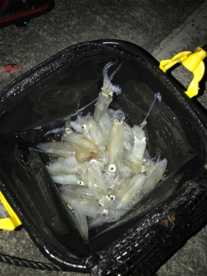 ヒイカ釣り初の1091モード＼(^^)／