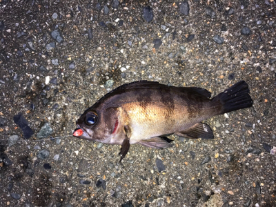 アーミーベイト(笑)。