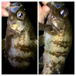 メバリンガー1710〜1750