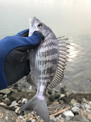 年無しまであと少し