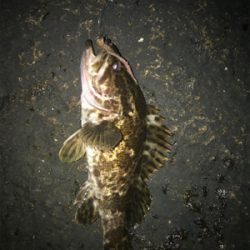 電気ウキ流し釣り