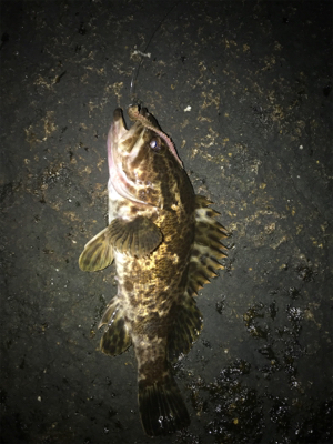 電気ウキ流し釣り