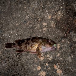 まさかのハマチ！！