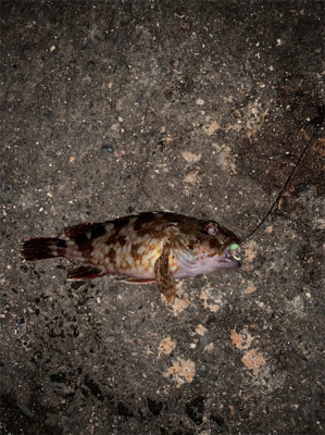 まさかのハマチ！！