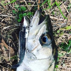 セイゴ連チャン