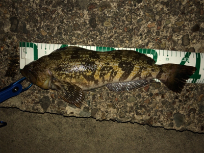 アジング＆ロックフィッシュ秋田港