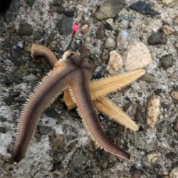 青物根魚ヒトデの三目達成^_^