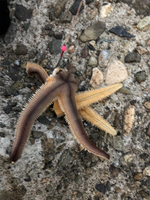 青物根魚ヒトデの三目達成^_^