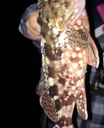 メバル狙いのはずが