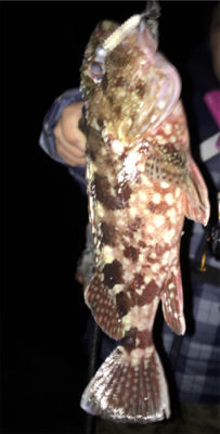 メバル狙いのはずが