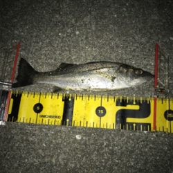 ヒイカとチーバス釣り(^ ^)