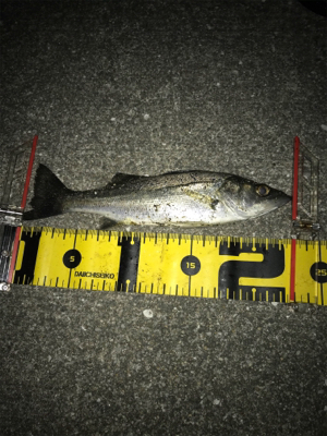 ヒイカとチーバス釣り(^ ^)